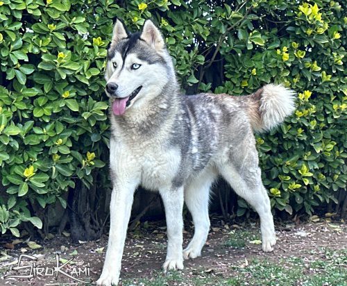 husky hembra hekla del sirokami 20