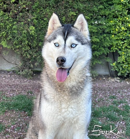 husky hembra hekla del sirokami 21