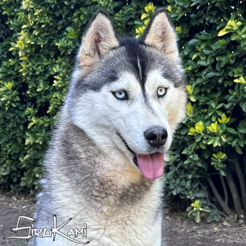 husky hembra hekla del sirokami 4