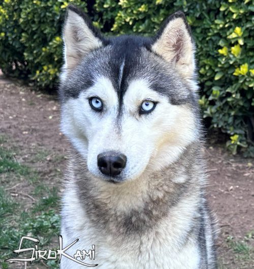husky hembra