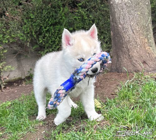 husky ojos azules sue del sirokami 10