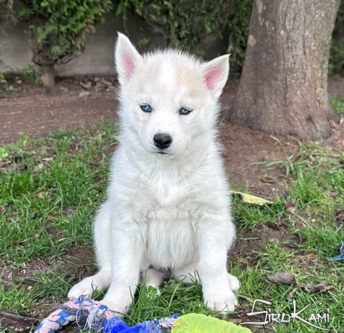 husky ojos azules sue del sirokami 2