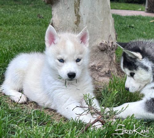 husky ojos azules sue del sirokami 3