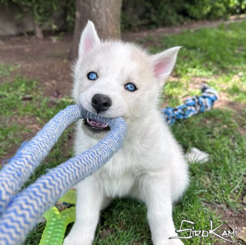 husky ojos azules sue del sirokami 4