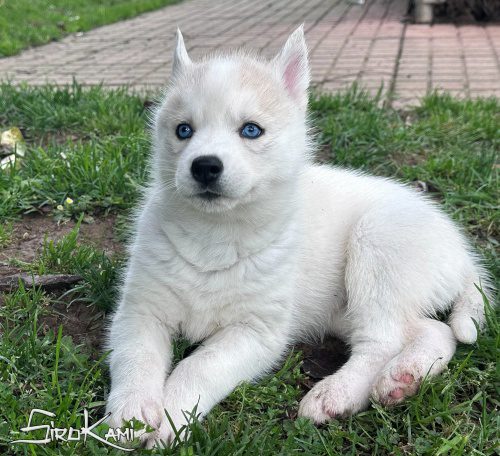 husky ojos azules sue del sirokami 5