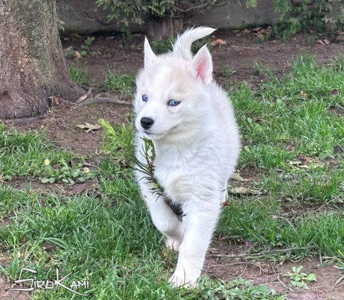 husky ojos azules sue del sirokami 6