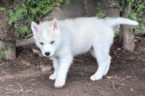 husky ojos azules sue del sirokami 7