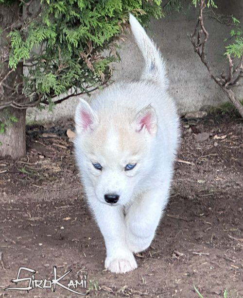 husky ojos azules sue del sirokami 8