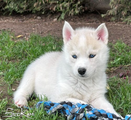 husky ojos azules sue del sirokami 9