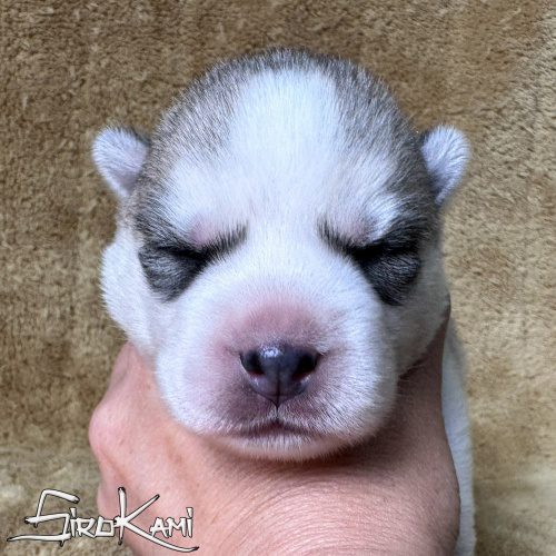 cachorro husky gris hembra
