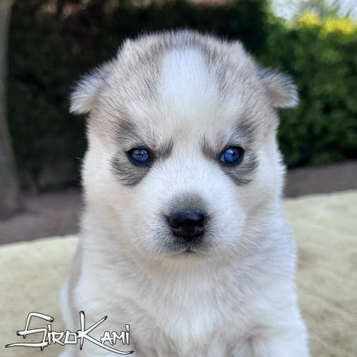 cachorro husky gris y blanco hembra