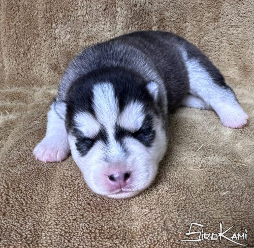 cachorro husky negro y blanco hembra suzune del sirokami 2