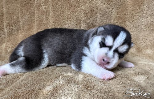 cachorro husky negro y blanco hembra suzune del sirokami 3