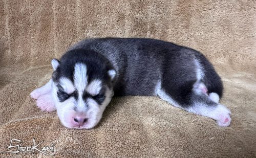 cachorro husky negro y blanco hembra suzune del sirokami 4