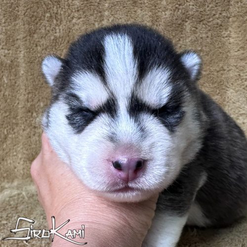 cachorro husky negro y blanco hembra suzune del sirokami cachorro husky negro y blanco hembra