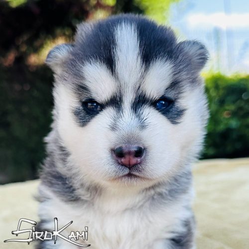 cachorro husky negro y blanco suzune del sirokami cachorro husky negro y blanco