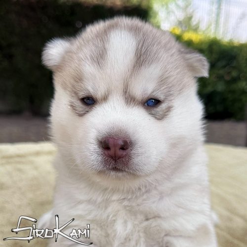 husky amarillo cachorro macho