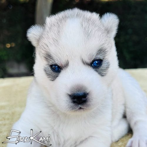 cachorro husky siberiano gris