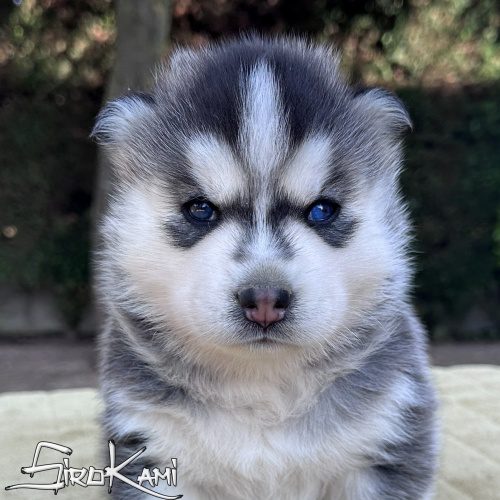 cachorro husky siberiano negro y blanco hembra