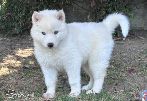 husky blanco yakutia del sirokami 3