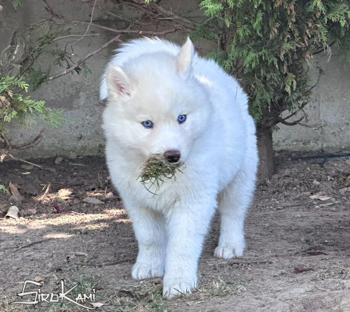 husky blanco yakutia del sirokami 4