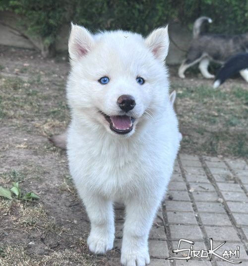 husky blanco yakutia del sirokami 5