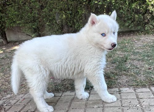 husky blanco yakutia del sirokami 6