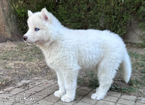 husky blanco yakutia del sirokami 7