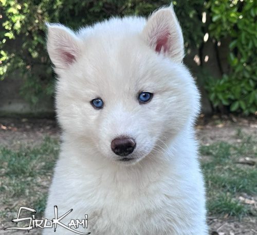 husky blanco yakutia del sirokami 8