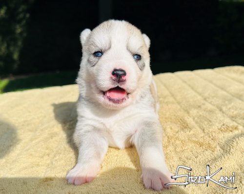 siberian husky hembra LILY DEL SIROKAMI 16 dias