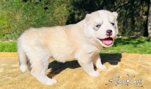 siberian husky hembra LILY DEL SIROKAMI 22 dias