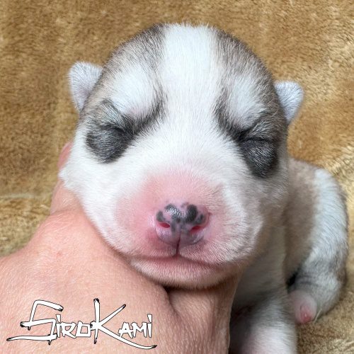 siberian husky hembra LILY DEL SIROKAMI 6 dias