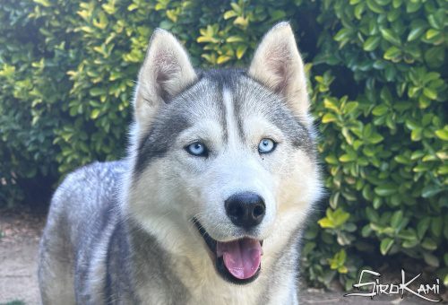siberian husky hembra lily del Sirokami 12