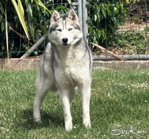siberian husky hembra lily del Sirokami 13