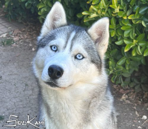 siberian husky hembra lily del Sirokami 15