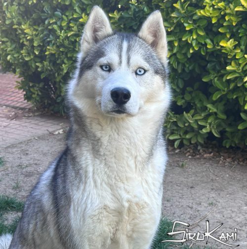 siberian husky hembra lily del Sirokami 5
