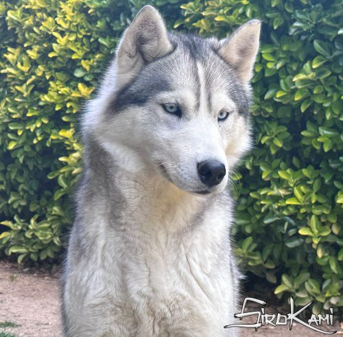 siberian husky hembra lily del Sirokami 6