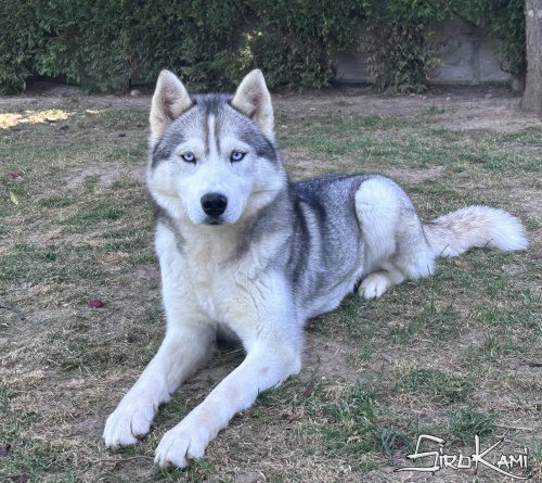 siberian husky hembra lily del Sirokami 7