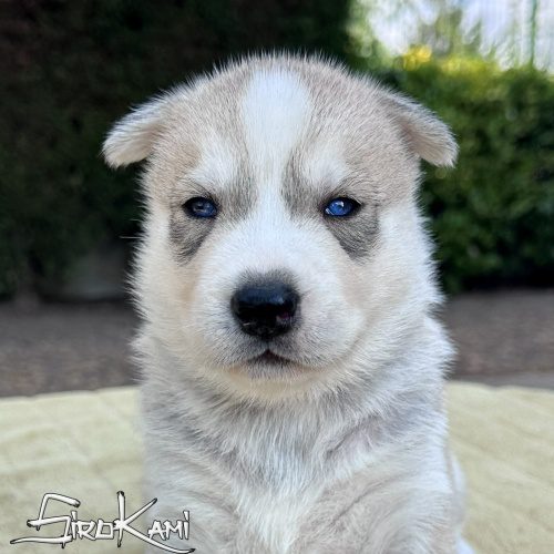 cachorra husky gris hembra con ojos azules