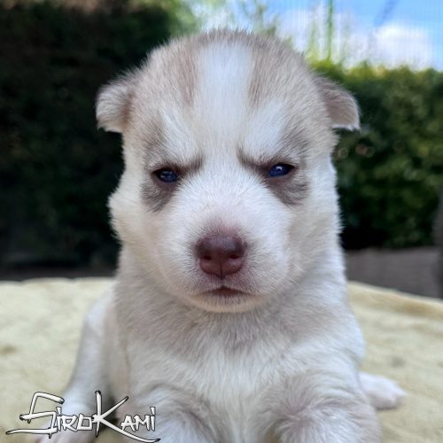 cachorro husky arena hembra