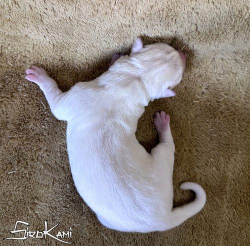 cachorro husky blanco chidori del sirokami 2