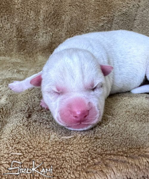 cachorro husky blanco chidori del sirokami 3