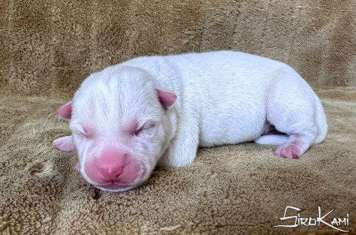 cachorro husky blanco chidori del sirokami 4