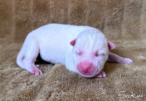 cachorro husky blanco chidori del sirokami 5