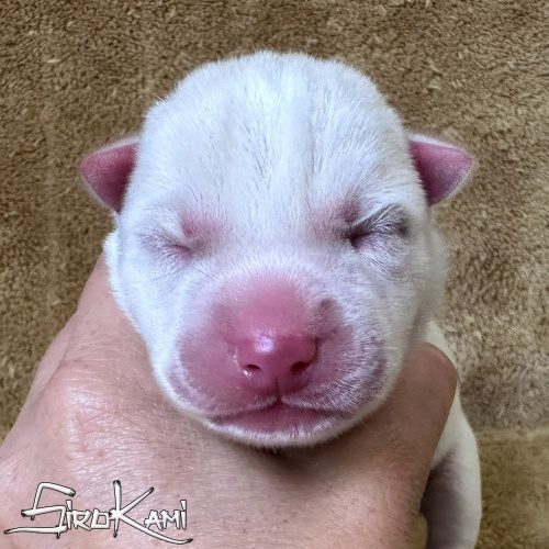 cachorro husky blanco chidori del sirokami cachorro siberian husky de color blanco
