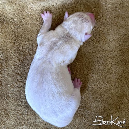 cachorro husky blanco danka del sirokami 2