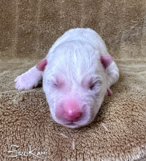 cachorro husky blanco danka del sirokami 3