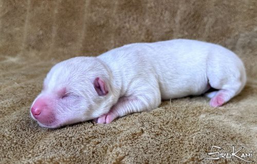 cachorro husky blanco danka del sirokami 4