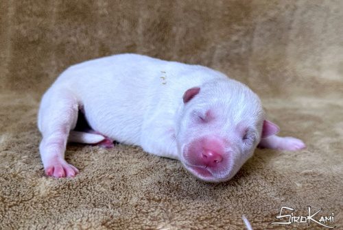 cachorro husky blanco danka del sirokami 5