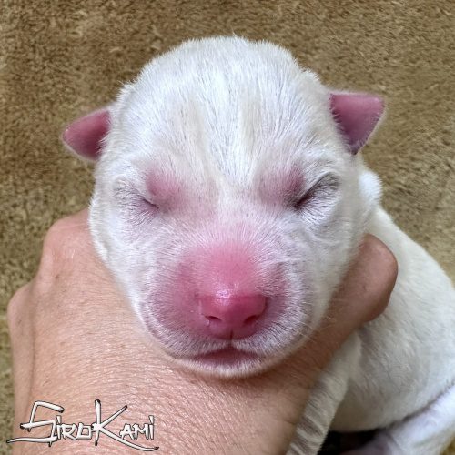 cachorro husky blanco danka del sirokami cachorro husky siberiano blanco
